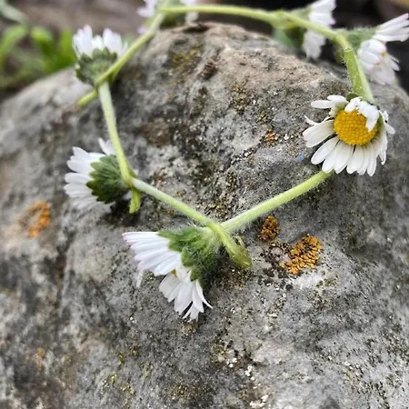Scheftenau Im Toggenburg * Wattwil