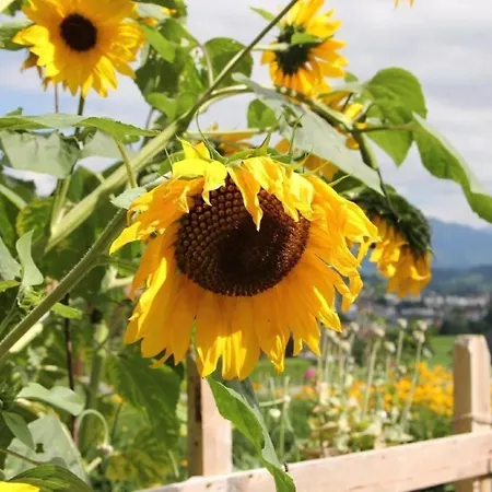 Scheftenau Im Toggenburg Apartment